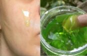 Alvejas sejas maskas – uzlabo ādu un piešķir mirdzumu! Alvejas sejas maskas – uzlabo ādu un piešķir mirdzumu!
