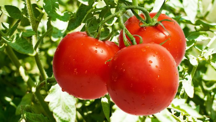 10 vērtīgākās tomātu īpašības; palīdz uzlabot ne tikai cilvēka fizisko, bet arī psihisko stāvokli!