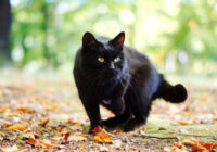 Ko nozīmē tas, ka melns kaķis tev seko