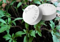 Aspirīns – tautas līdzeklis tomātu stādiem. Tomāti aug veseli, lieli un gardi