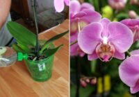 Mēslojums orhidejām. Pāris reizes izmanto un orhidejas zied burvīgi