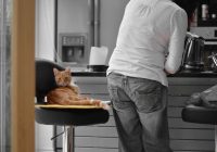 Kvalitatīvas kaķu barības priekšrocību atklāšana – zinātniski pamatots, ar barības vielām bagāts uzturs